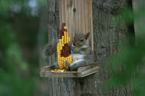 Sloth (USA-2) : This Is the Life But I Think I'm Getting a Little Chubby!